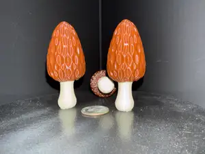 Morel Mushroom