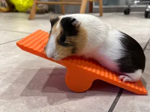 ALTALENA GUINEA PIG