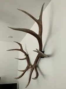 Elk & Deer Shed Antler Wall Mounts