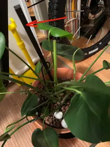 Infinite (extendable) Plant Support rod