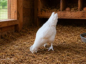 Hen - chicken