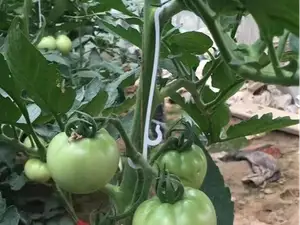SET OF TOMATO , PLANT SUPPORT HOOK CLIP