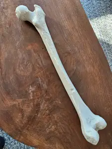 Human Femur Bone (Real Scale 1:1)