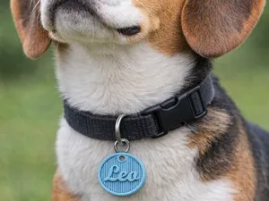 Customizable Dog Pattern Tag | Modern |