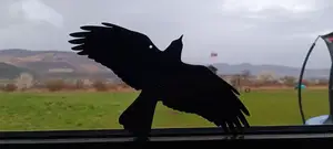 Scare Crow Raven Bird Repeller - 2x