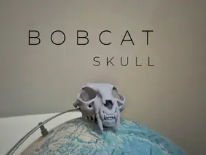 "Bobcat" Skull