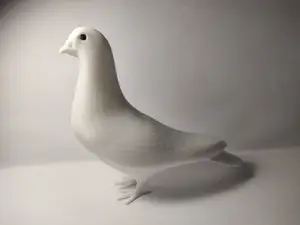 Pigeon