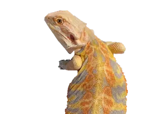 Jasper the Bearded Dragon