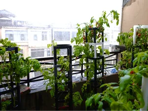 自动补水番茄盆栽花盆