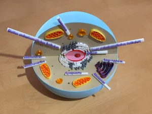 Animal cell