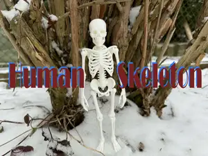Fully realistic Human Skeleton