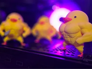 bodybuilder duck