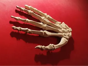 Knochenhand, Skelett