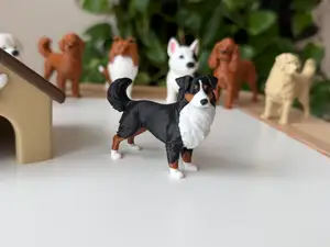 Australian Shepherd