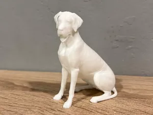 Sitting Great Dane - Dog - Animal