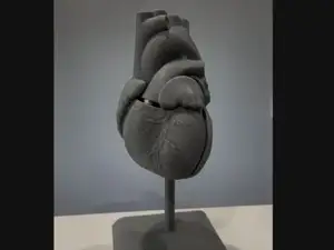 2-Part Anatomically Accurate Heart Medical Model