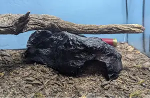 Reptile Hide, Rock Cave