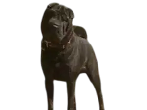 perro raza sar pein