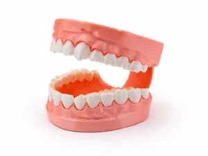 Clacking Teeth Fidget Toy