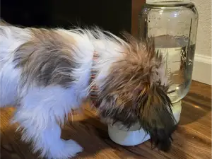 Water Dispenser For Small Pets