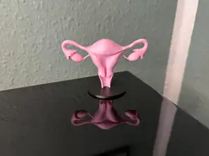 Uterus