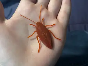 蟑螂 cockroach