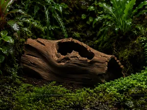 Hollow Root Tunnel - Terrarium & Aquarium Decor