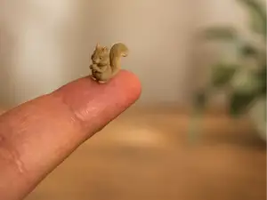 World’s Smallest Squirrel