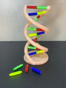 DNA model