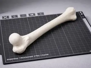 3D Oberschenkelknochen Femur – Maßstab 1:2