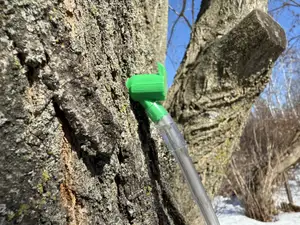 Maple tree tap