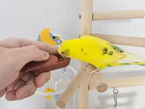 Small Bird Training Hand Feeder