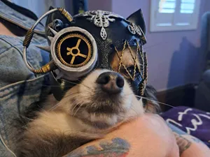 chihuahua or small animal cat woman mask 