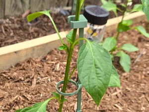 modular plant stem or branch support