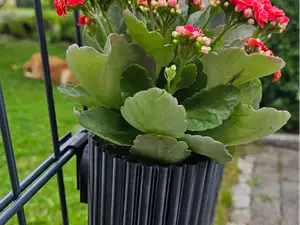 Blumentopf- Pflanztopf für den Zaun (Fäncel-Modul)