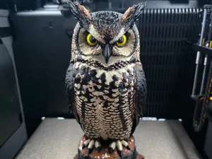 The Watchful Owl (Recolored)