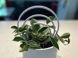 Plant Ring Support