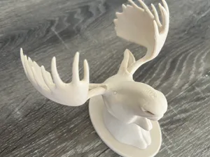 Moose head trophy