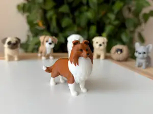 Shetland Sheepdog