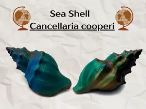 Sea Shell -  Cancellaria cooperi - 3D Scan