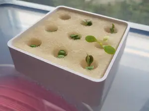 Anzuchtbox Hydroponik
