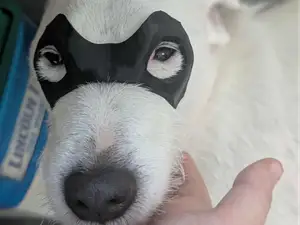 Halloween Masked Pup, Companion Mask, Mask for dog