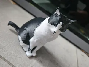 Cat schwarz und weiss