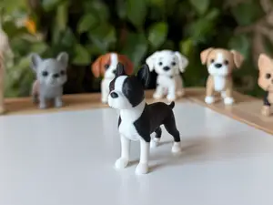 Boston terrier
