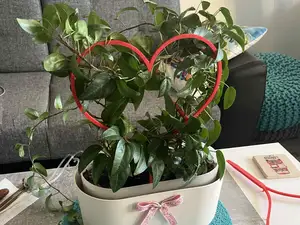 Heart-shaped flower holder.