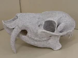 Vampire deer skull (water deer)