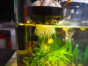 鱼缸 水培蒜 支架