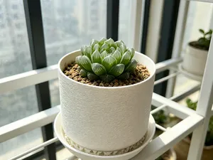 ins 风颗粒质感花盆 绒毛面圆形透气带托盘隔水架多肉绿植盆栽