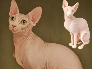 斯芬克斯无毛猫(白模,图片仅供上色参考)
