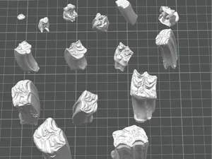 15 Fossil Horse Teeth with embedded numbers